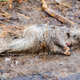 Image for article titled Oh great, the bubonic plague is back